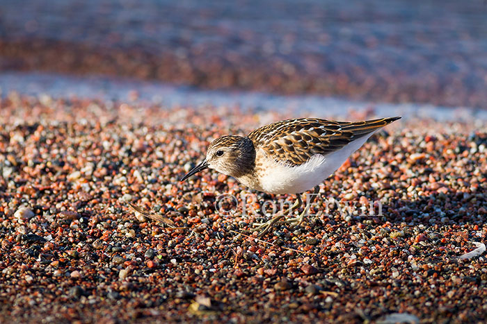 Least Sandpiper Juvenile