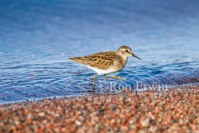 Least Sandpiper Juvenile
