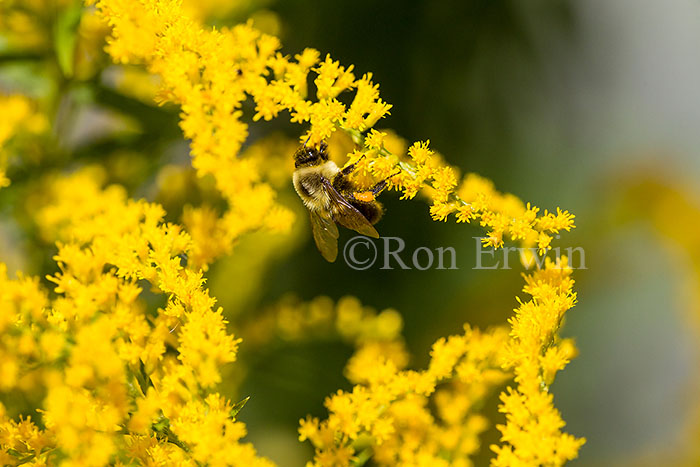 Bumblebee on Goldenrod