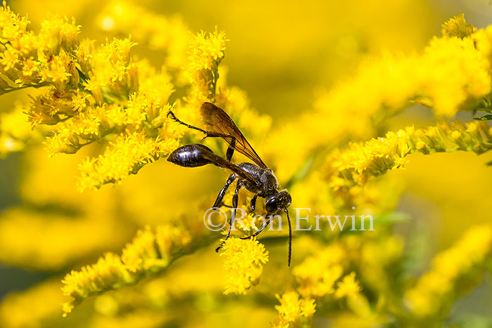 Wasp on Goldenrod