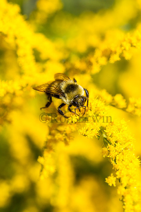 Bumblebee on Goldenrod