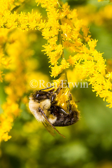 Bumblebee on Goldenrod