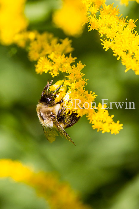 Bumblebee on Goldenrod