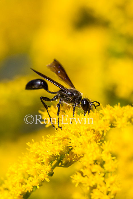 Wasp on Goldenrod