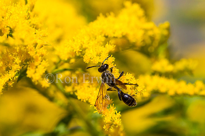 Wasp on Goldenrod