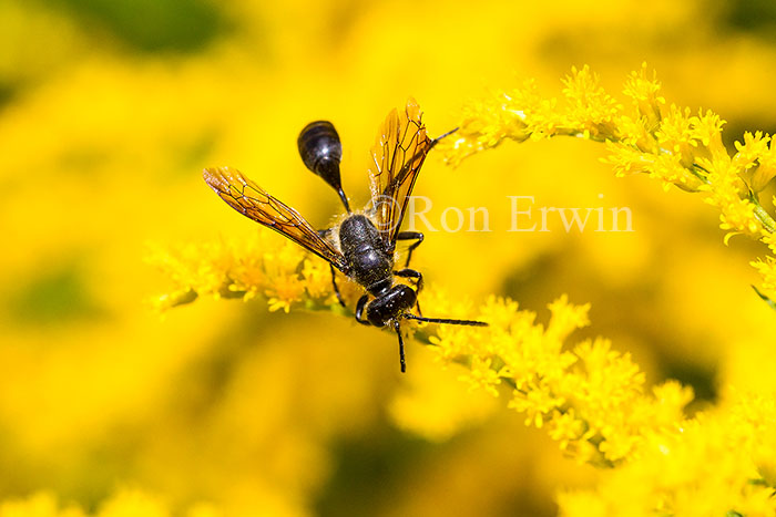 Wasp on Goldenrod