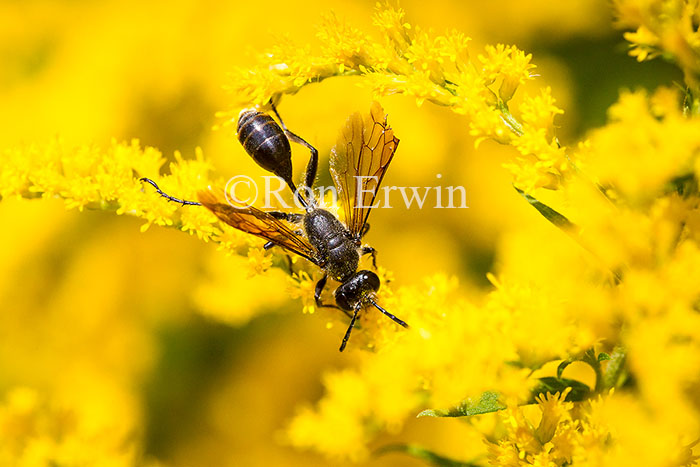 Wasp on Goldenrod
