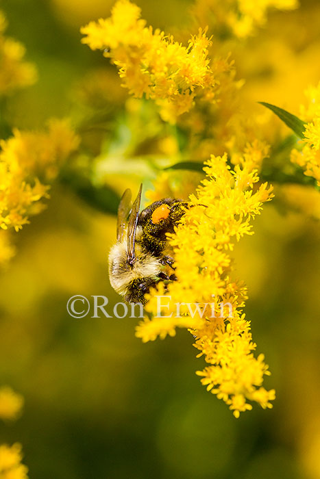 Bumblebee on Goldenrod