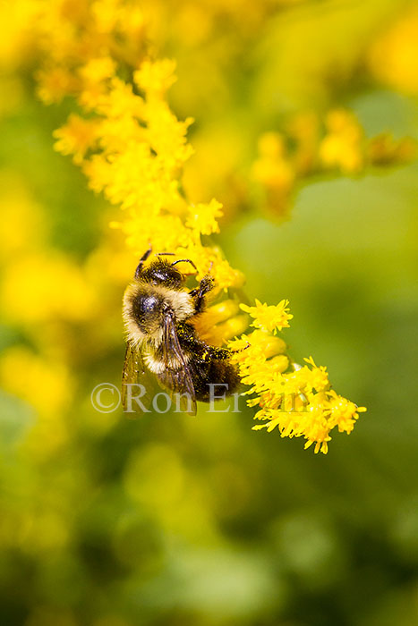 Bumblebee on Goldenrod