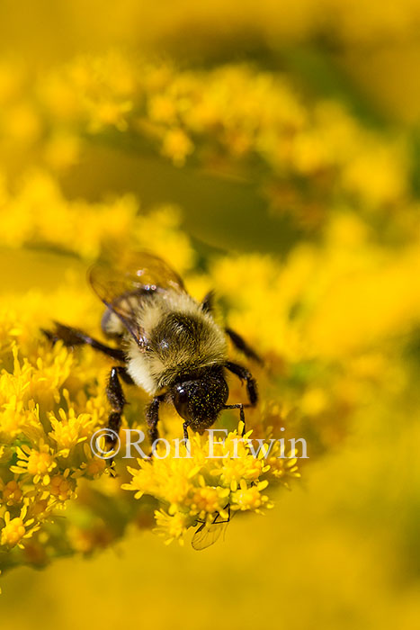 Bumblebee on Goldenrod