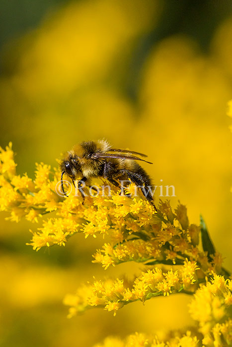 Bumblebee on Goldenrod