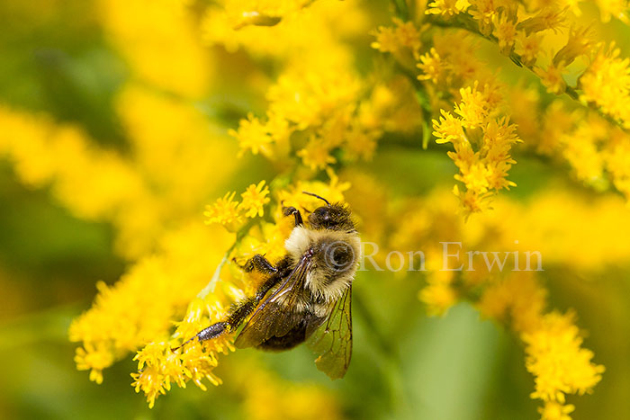 Bumblebee on Goldenrod