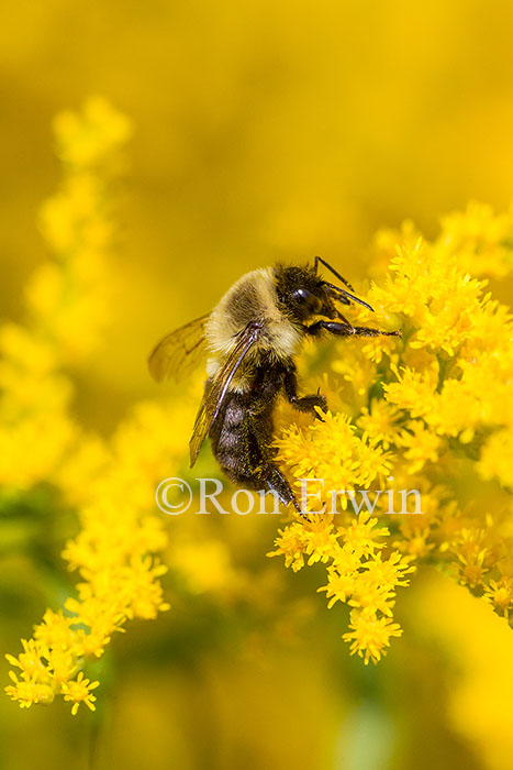 Bumblebee on Goldenrod