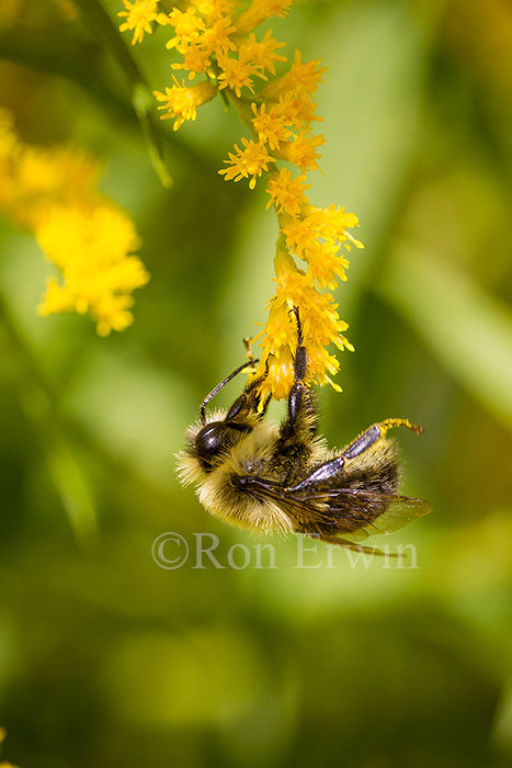 Bumblebee on Goldenrod