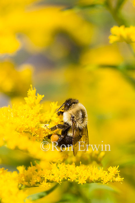Bumblebee on Goldenrod