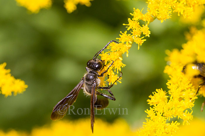 Wasp on Goldenrod