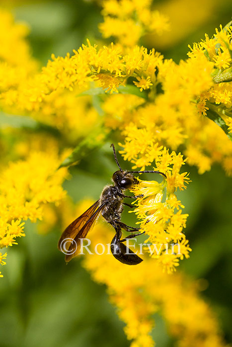 Wasp on Goldenrod