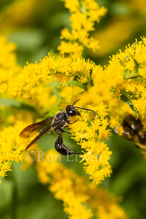 Wasp on Goldenrod