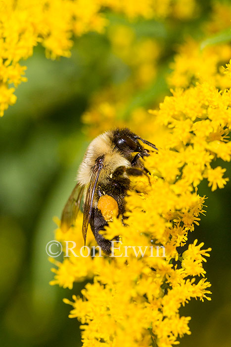 Bumblebee on Goldenrod