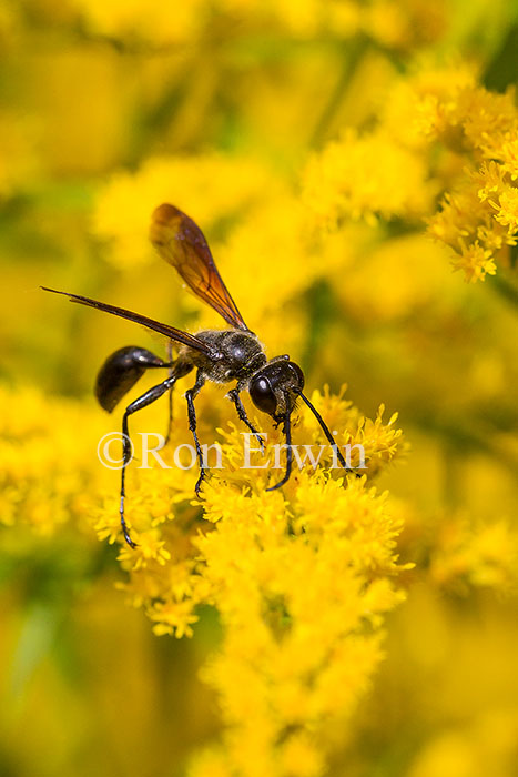 Wasp on Goldenrod