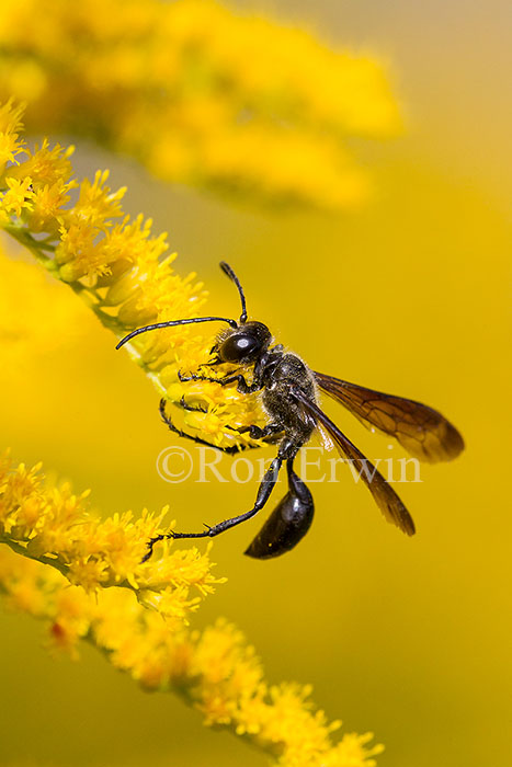 Wasp on Goldenrod