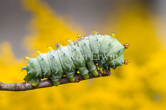Cecropia Moth Caterpillar