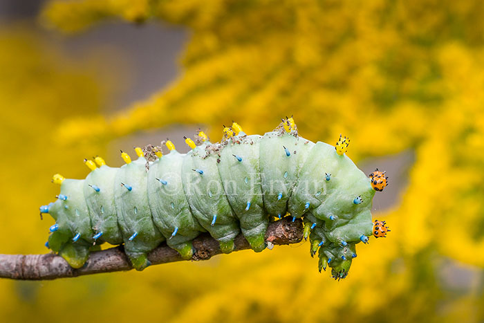 Cecropia Moth Caterpillar