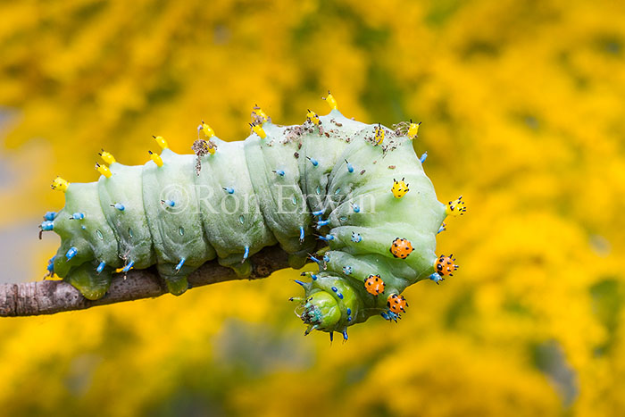 Cecropia Moth Caterpillar