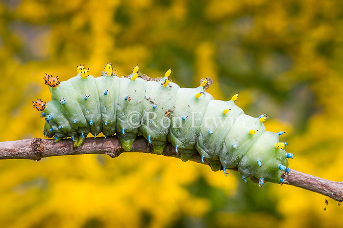 Cecropia Moth Caterpillar