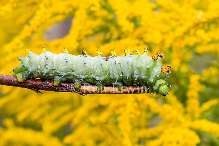Cecropia Moth Caterpillar