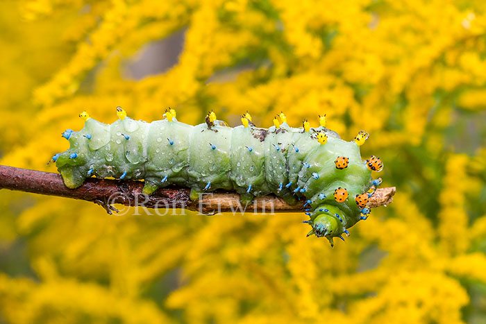 Cecropia Moth Caterpillar