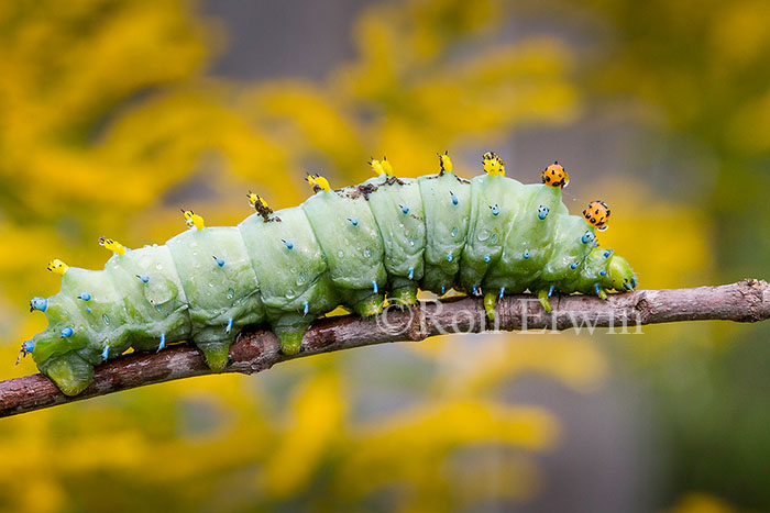 Cecropia Moth Caterpillar