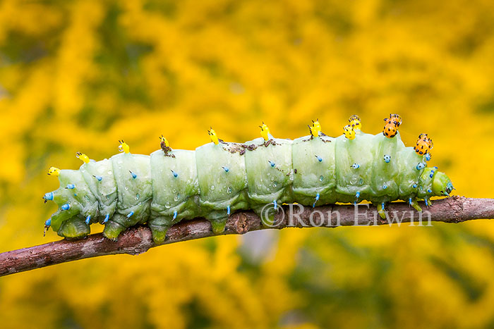 Cecropia Moth Caterpillar