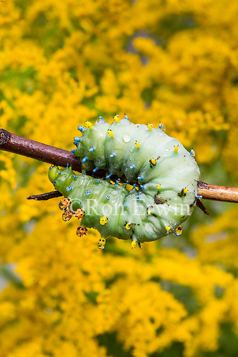 Cecropia Moth Caterpillar