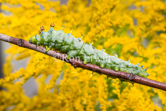 Cecropia Moth Caterpillar