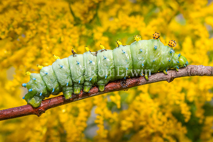 Cecropia Moth Caterpillar