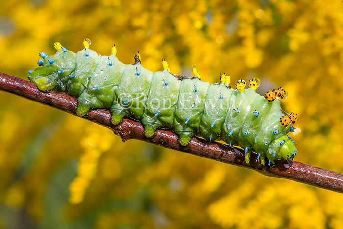 Cecropia Moth Caterpillar