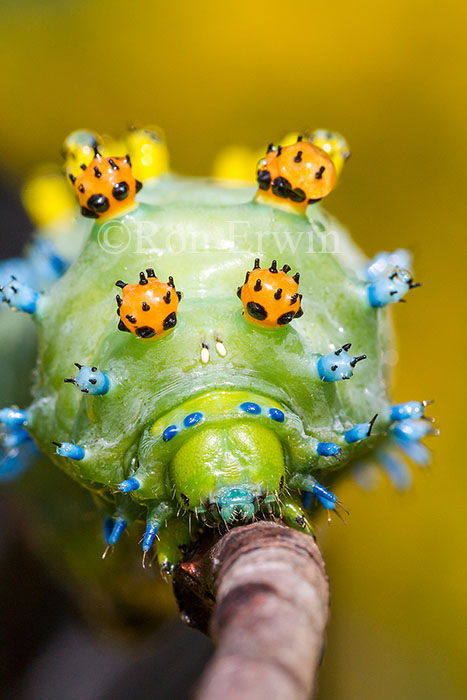 Cecropia Moth Caterpillar