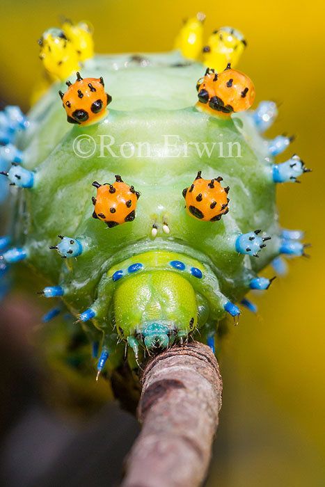 Cecropia Moth Caterpillar