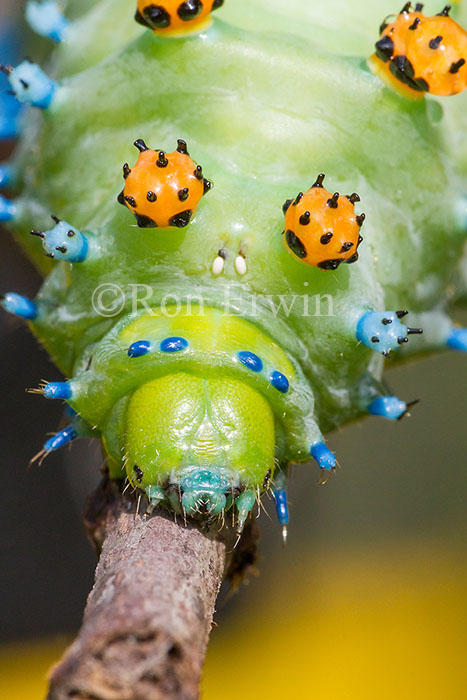Cecropia Moth Caterpillar