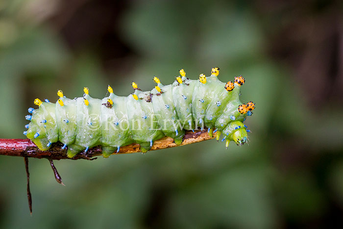 Cecropia Moth Caterpillar