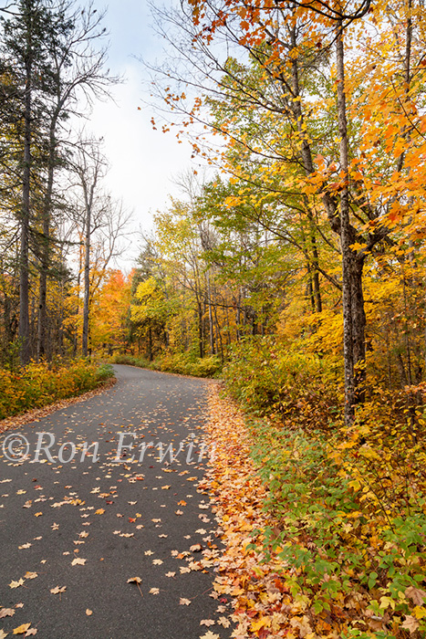 Algonquin Autumn