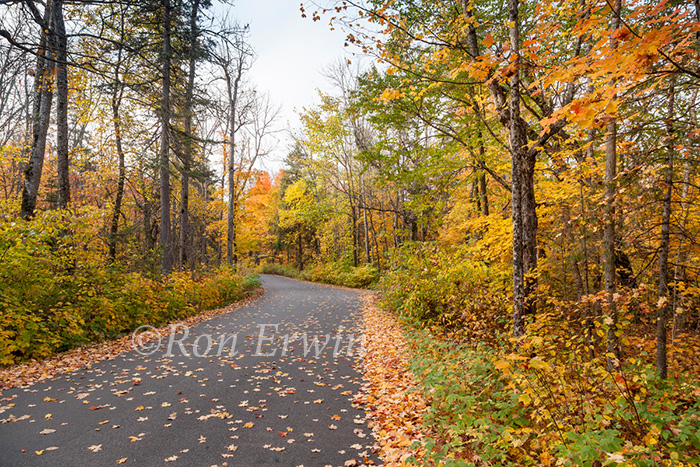 Algonquin Autumn