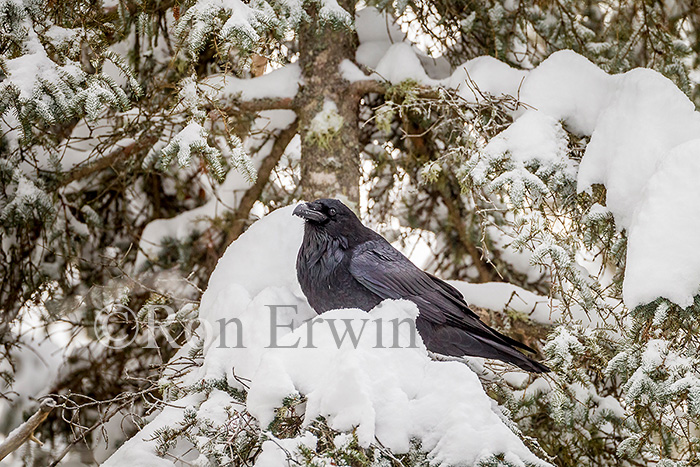 Common Raven