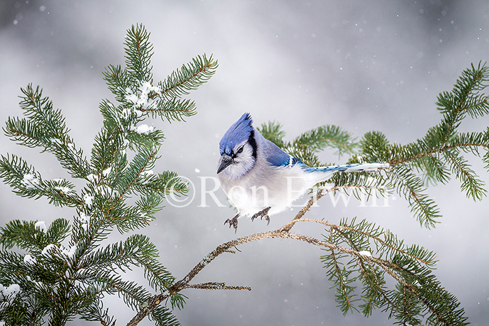 Blue Jay