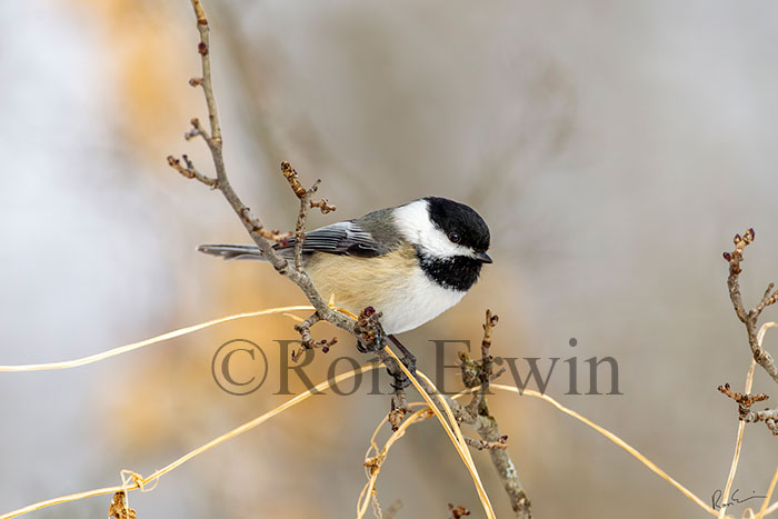 Small but Mighty (Chickadee)