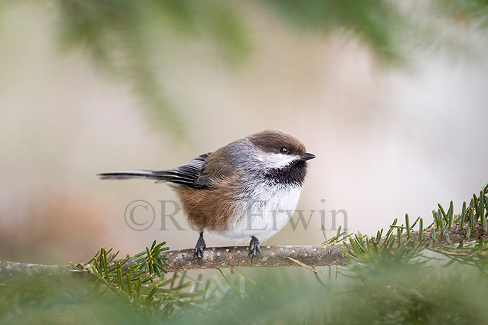 Boreal Chickadee