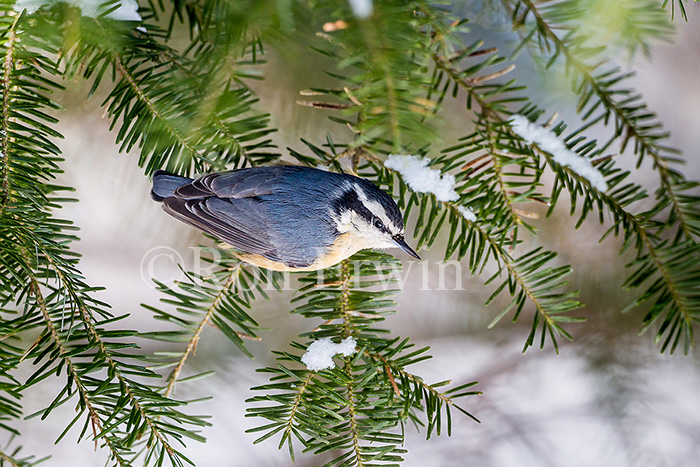 Red-breasted Nuthatch