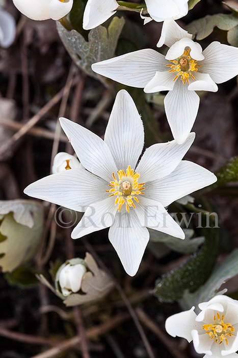 Bloodroot