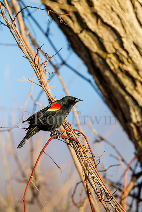 Male Red-winged Blackbird